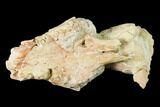 Rare, Fossil Bear Dog (Daphoenus) Skull Section - South Dakota #143966-1